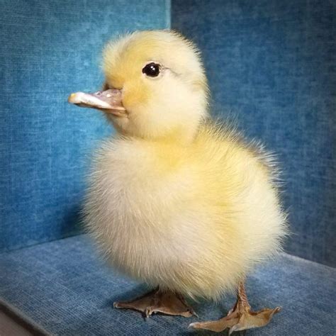 Taxidermy Duckling, Real Taxidermy Baby Duck, Oddities, Curiosities - Oddities For Sale has unique