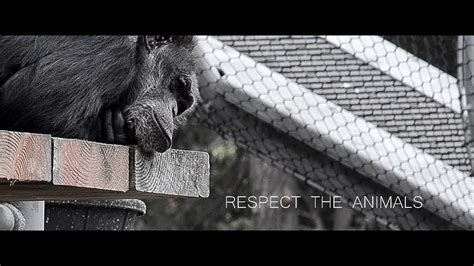 Respect The Animals - YouTube