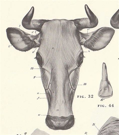 Pin on Cow Anatomy