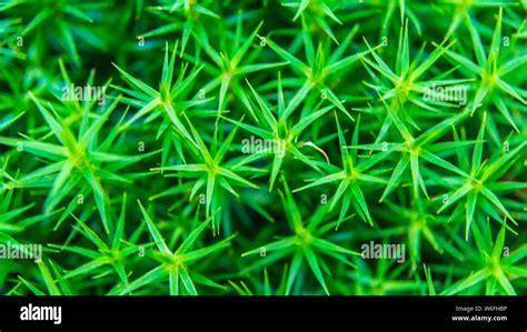 macro of moss Stock Photo - Alamy