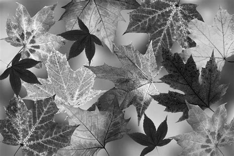 Autumn Leaves Black And White Photograph by Gill Billington - Pixels