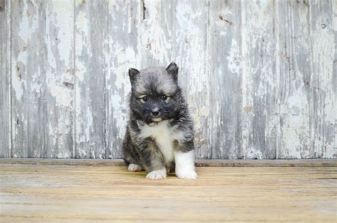 Pomsky puppies for sale | Small cross puppies breeds for sale in Ohio