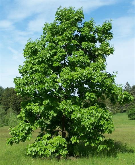 Shagbark Hickory Porch Garden, Garden Landscaping, Bonsai, Hickory Tree, Yellow Tree, Bright ...