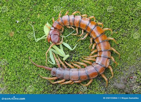 A Centipede is Looking for Prey on a Rock Overgrown with Moss. Stock Photo - Image of millipede ...