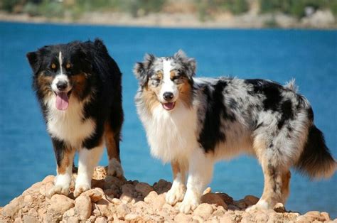 Australian Shepherd | Australian shepherd training, Australian shepherd ...