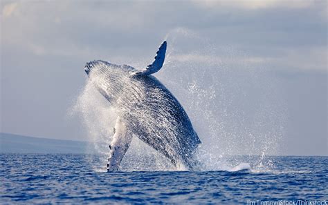 The Best Whale Watching in Maine | Dockside Guest Quarters