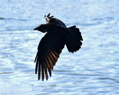 11 Remarkable Facts and FAQs about Crows Flying