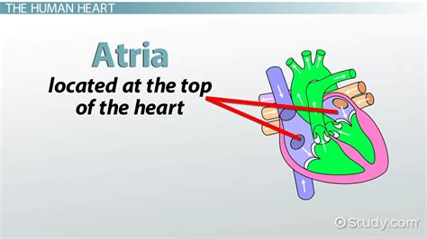 Right & Left Atrium | Definition, Function & Location - Lesson | Study.com