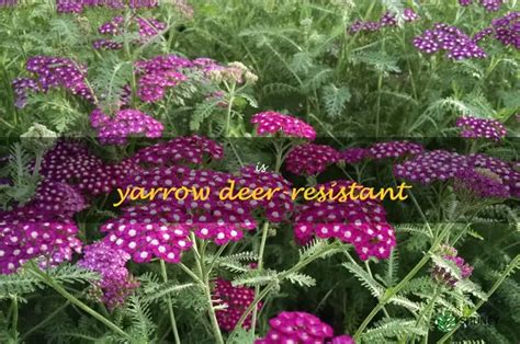 Discovering If Yarrow Is An Effective Deer-Resistant Plant | ShunCy