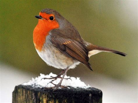 Robin crowned as UK's national bird: It's aggressive, vicious, but ...