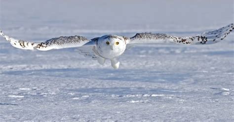 Snowy Owl - A-Z Animals