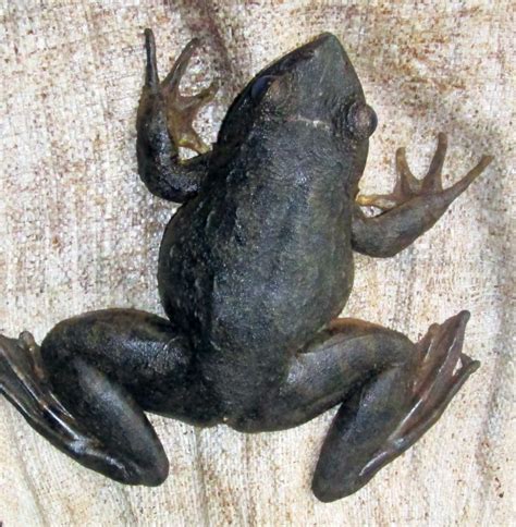 Goliath-frog | Environment and Rural Development Foundation