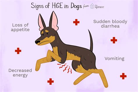 What to Do if Your Dog Has Bloody Diarrhea