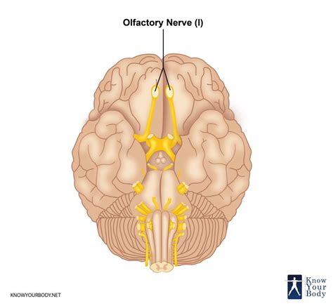 Olfactory Nerve - Function, Location, Related Conditions and FAQs