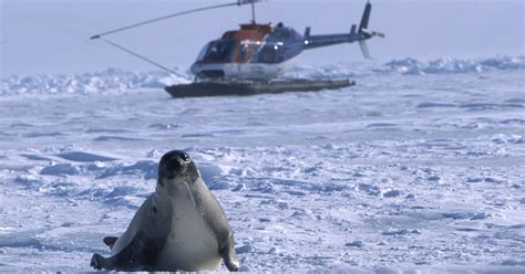 Seal hunting is the target of the unflinching documentary 'Huntwatch ...