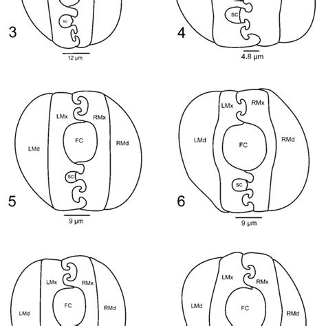 Cross sections by maxillae and mandibulae in scale insects: 3-Orthezia... | Download Scientific ...