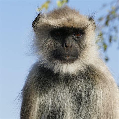 Hanuman Langur | Sudhir Bhardwaj | Flickr