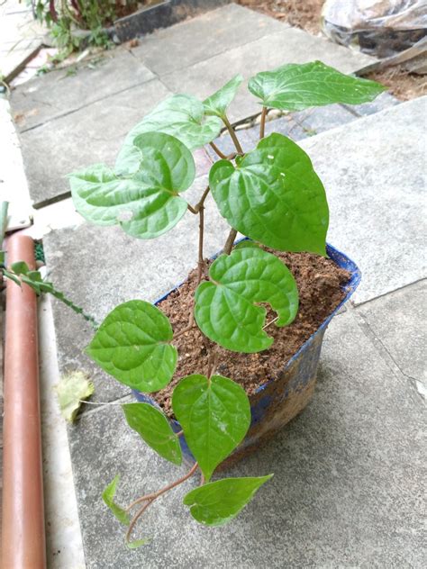 Betel Leaves plant, Furniture & Home Living, Gardening, Plants & Seeds ...