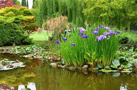 Pond Plants That Help Clean the Pond - pondlovers.com