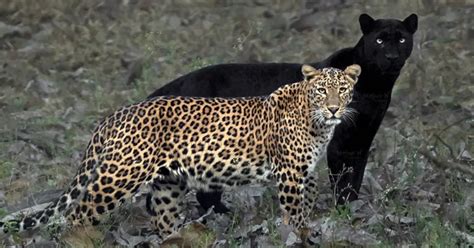 Dream photo of leopard and black panther couple goes viral