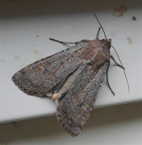 moth - Colorado - Euxoa - BugGuide.Net