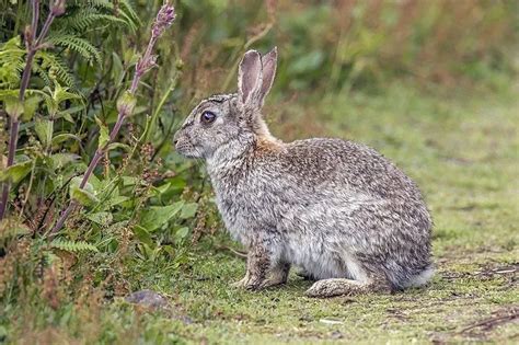 Annamite Striped Rabbit