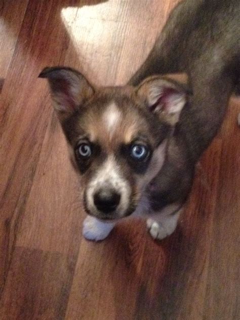 Husky/Wolf/Border Collie mix puppy | Border collie mix puppies, Collie mix, Border collie mix