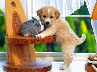 Cute Animals Wallpapers HD 2010 | Cool Animal Wallpapers | Wallpapers Highdefination