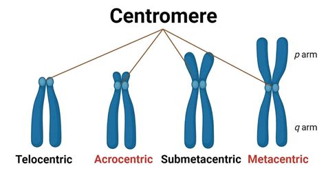 Centromere- Definition, Structure, Position, Types, Functions