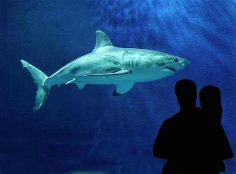 Great White Shark Photograph by Monterey Bay Aquarium/randy Wilder/science Photo Library - Fine ...