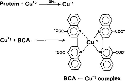 [PDF] Measurement of protein using bicinchoninic acid. | Semantic Scholar