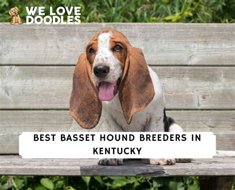 5 Best Basset Hound Breeders in Kentucky! (2023) - We Love Doodles