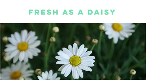 REIMAGE Beauty | Fresh as a Daisy