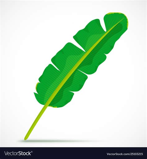 Banana leaf tropical plant Royalty Free Vector Image