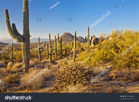 Sonoran Desert Landscape Stock Photo 357582686 : Shutterstock