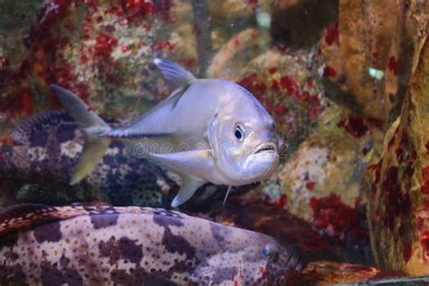 Bluefin Trevally Fish Swimming and Its Natural Habitat Stock Image - Image of fish, natural ...