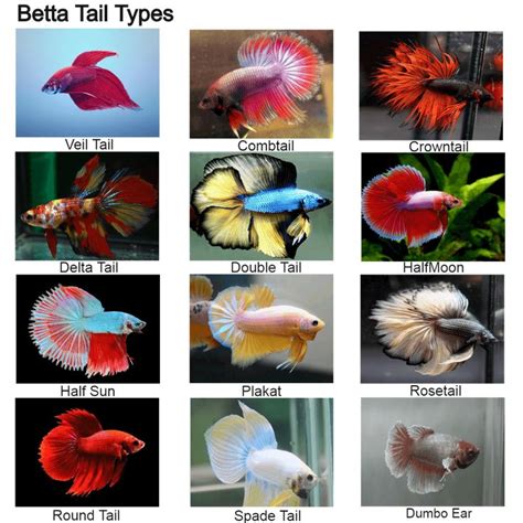 BETTA FISH TYPES - BettaFishAquarium.com in 2020 | Betta fish types, Betta fish tank, Betta