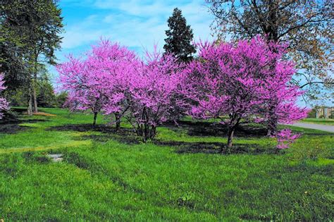 Redbud Trees | Redbud tree, Flowering trees, Spring tree