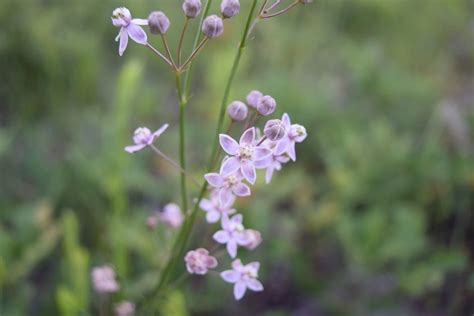 Florida Native Milkweed – Offbeet-Gardener.com