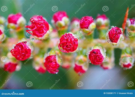 Red Bottle Brush Tree Flower Stock Image - Image of nature, leave: 55008171