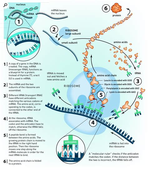 DNA