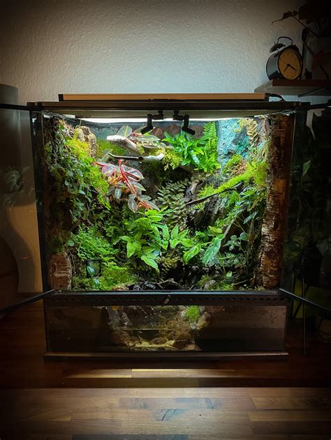 New vivarium setup with water-feature! : r/Vivarium