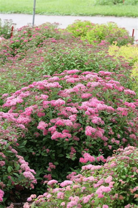 Double Play® Pink - Spirea - Spiraea japonica | Spirea, Pretty plants, Pink spring flowers