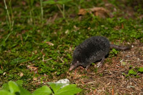 American Shrew-mole (Fort Vancouver National Historic Site Bioblitz Species List) · iNaturalist