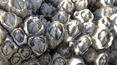 Barnacle Romance | California Academy of Sciences