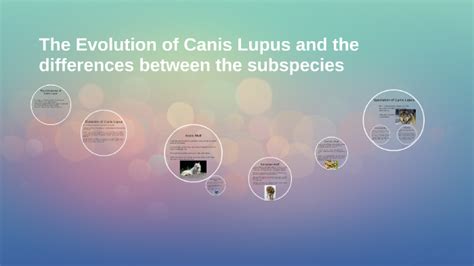 The evolution of Canis Lupus and the differences between the subspecies by Jason Yip on Prezi