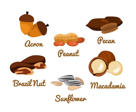 Nuts Vector at Vectorified.com | Collection of Nuts Vector free for personal use