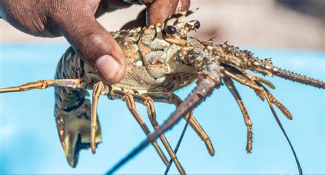 Caribbean spiny lobster – developing innovative fisheries management ...