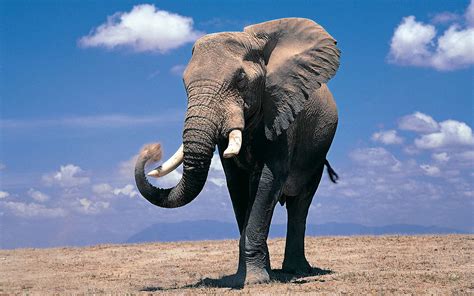 Elephant Wallpapers - Wallpaper Cave