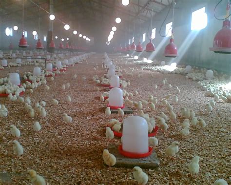 Revealed: How to Create Wealth From Poultry Farming in Nigeria - TopNaija